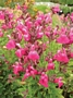 Салвия (Salvia greggii)