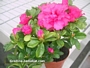 Азалия, стайна (Azalea)