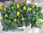 Пахистахис (Pachystachys)