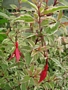 Пъстролистна обичка (Fuchsia magellanica Variegata)