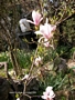 Магнолия, листопадна (Magnolia Soulangeana)