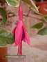 Пъстролистна обичка (Fuchsia magellanica Variegata)