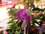 Градинска Обичка, Фуксия (Fuchsia Heidi Ann)