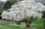 Магнолия стелата голяма (Magnolia stellata)