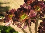 Еониум (Aeonium arboreum)