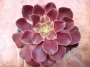 Еониум (Aeonium arboreum)