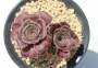 Еониум (Aeonium arboreum cv.)
