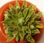 Еониум (AEONIUM BARBATUM)