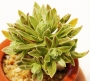 Еониум (AEONIUM BARBATUM)