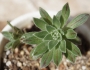 Еониум (AEONIUM BARBATUM)