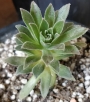 Еониум (AEONIUM BARBATUM)