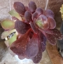Еониум (AEONIUM BLUSHING BEAUTY)