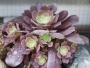 Еониум (AEONIUM BLUSHING BEAUTY)