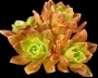 Еониум (AEONIUM BRONZE MEDAL)