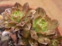 Еониум (AEONIUM BRONZE MEDAL)