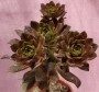 Еониум (AEONIUM BRONZE MEDAL)