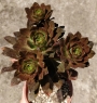 Еониум (AEONIUM BRONZE MEDAL)