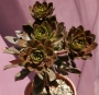Еониум (AEONIUM BRONZE MEDAL)