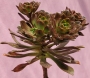 Еониум (AEONIUM BRONZE MEDAL)