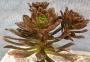 Еониум (AEONIUM BRONZE MEDAL)