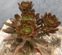 Еониум (AEONIUM BRONZE MEDAL)