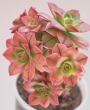 Еониум (Aeonium decorum variegata, Aeonium kiwionium)