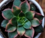Еониум (Aeonium decorum variegata, Aeonium kiwionium)