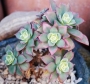 Еониум (Aeonium decorum variegata, Aeonium kiwionium)