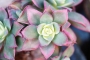 Еониум (Aeonium decorum variegata, Aeonium kiwionium)