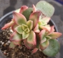 Еониум (Aeonium decorum variegata, Aeonium kiwionium)