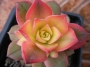 Еониум (Aeonium decorum variegata, Aeonium kiwionium)