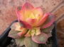 Еониум (Aeonium decorum variegata, Aeonium kiwionium)