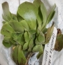 Еониум (Aeonium goochiae x holochrysum)