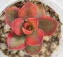 Еониум (Aeonium haworthii variegata)