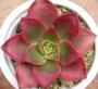 Еониум (Aeonium haworthii variegata)