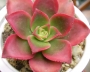 Еониум (Aeonium haworthii variegata)