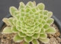 Еониум (Aeonium hybrid Emerald Ice, 에오니옴아이스, variegata)