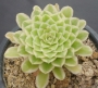 Еониум (Aeonium hybrid Emerald Ice, 에오니옴아이스, variegata)