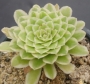 Еониум (Aeonium hybrid Emerald Ice, 에오니옴아이스, variegata)