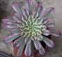 Еониум (Aeonium Mardi gras)