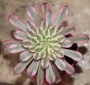 Еониум (Aeonium Mardi gras)