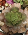 Еониум (Aeonium noble)