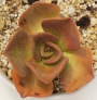 Еониум (Aeonium noble)