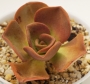Еониум (Aeonium noble)