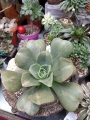 Еониум (Aeonium noble)
