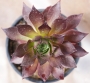 Еониум (AEONIUM PHOENIX FLAME)