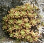Еониум (AEONIUM SEDIFOLIUM)