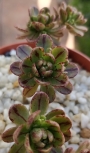 Еониум (AEONIUM SEDIFOLIUM)