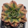 Еониум (Aeonium sp)