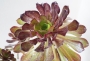 Еониум (Аеonium sp. Aeonium valverdense)